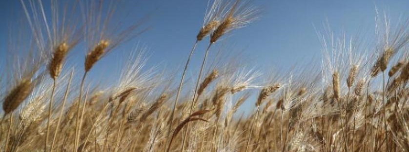 Lübnan’ın bir aylık buğday rezervi kaldı
