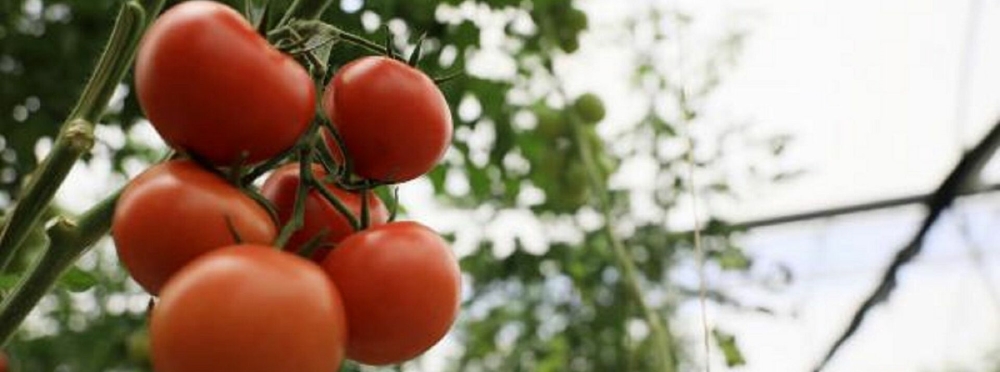 Mevsiminde tüketilmeyen domates kansere yol a…